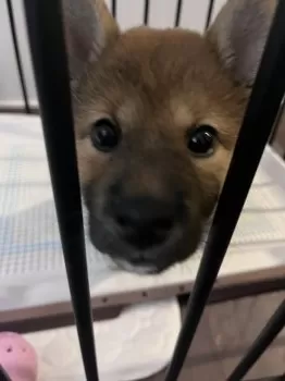 みりん 様のお迎えした子犬