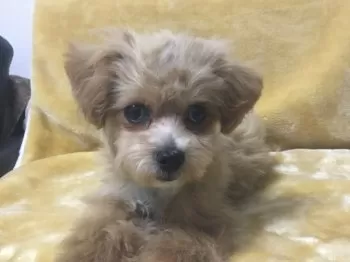 てつちゃこ 様のお迎えした子犬