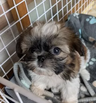 かずちん 様のお迎えした子犬