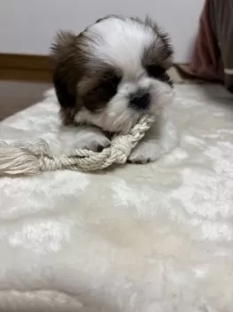 のり 様のお迎えした子犬