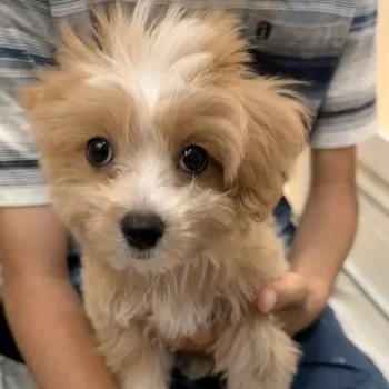 モンブラン 様のお迎えした子犬