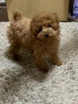 ふじさん 様のお迎えした子犬