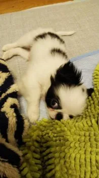 コータロー 様のお迎えした子犬