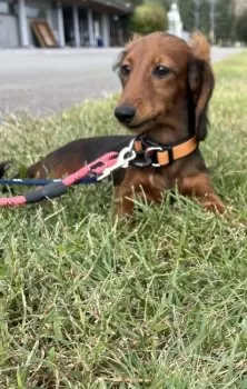 Y.N 様のお迎えした子犬