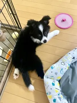 S.N 様のお迎えした子犬