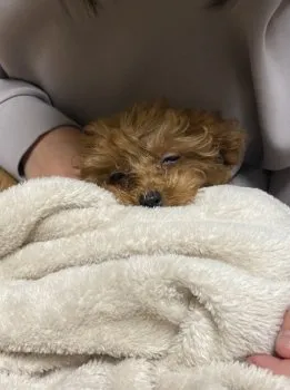 A 様のお迎えした子犬