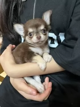 S.Ｉ 様のお迎えした子犬