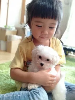 とも 様のお迎えした子犬