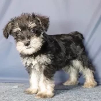 よっしー 様のお迎えした子犬