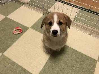 もち丸パパ 様のお迎えした子犬