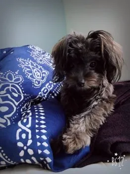 にゃ 様のお迎えした子犬