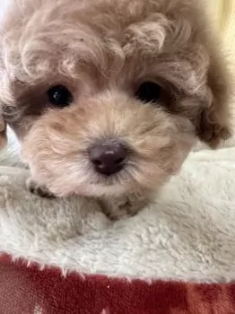 ぷーちゃん 様のお迎えした子犬