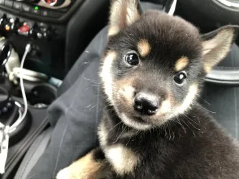 やまだ 様のお迎えした子犬