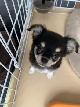 こここ 様のお迎えした子犬