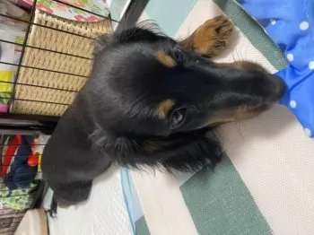 Y.K 様のお迎えした子犬