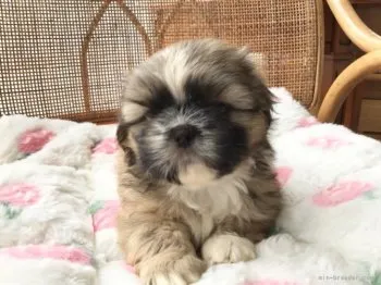 谷口ちゃちゃ 様のお迎えした子犬