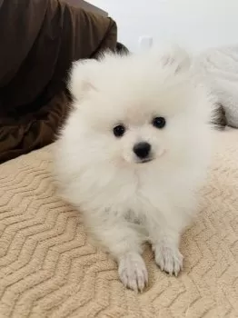 あっちゃん 様のお迎えした子犬