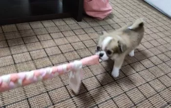 かあまん 様のお迎えした子犬