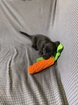 すこはる 様のお迎えした子犬