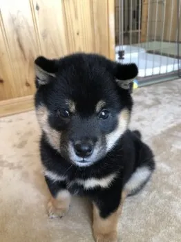 M.S 様のお迎えした子犬