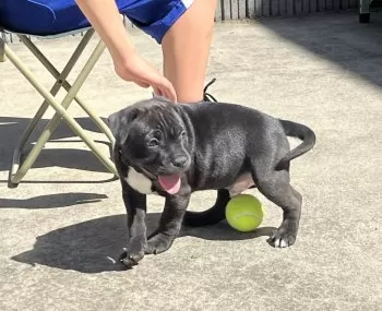 yatch 様のお迎えした子犬