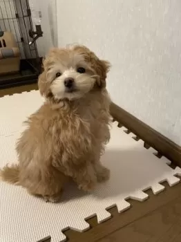 いけちゃん 様のお迎えした子犬