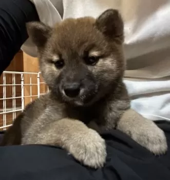 ノア 様のお迎えした子犬