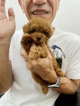 Y.O 様のお迎えした子犬