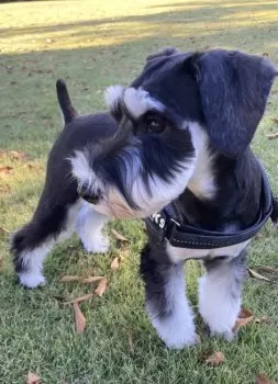 ＭＴ 様のお迎えした子犬