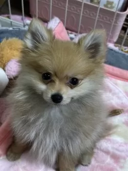 ミルキー 様のお迎えした子犬