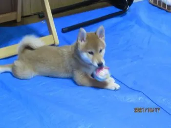 ジュンチャン 様のお迎えした子犬