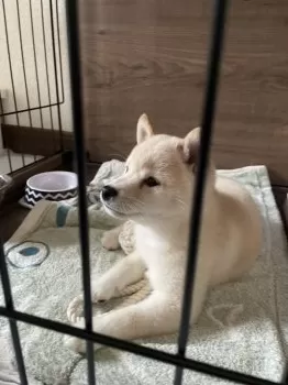 ハク 様のお迎えした子犬