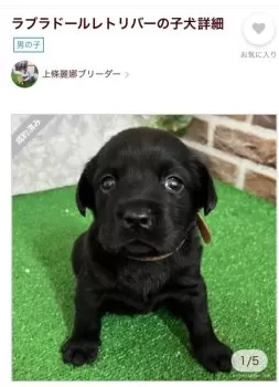 Y.T 様のお迎えした子犬