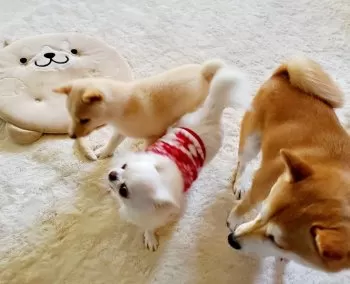 ふわりん 様のお迎えした子犬