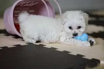 T.S 様のお迎えした子犬