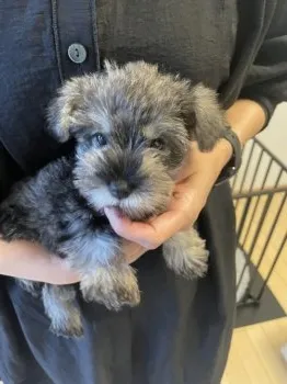 カレーおじさん 様のお迎えした子犬