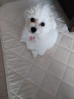 ののちゃん 様のお迎えした子犬