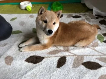 Y.S 様のお迎えした子犬