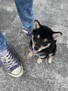 あくび 様のお迎えした子犬