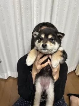 R.A 様のお迎えした子犬