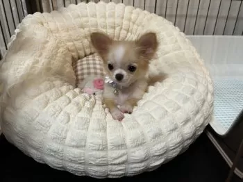 ふくちゃん 様のお迎えした子犬