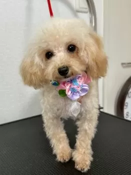 M.Y 様のお迎えした子犬