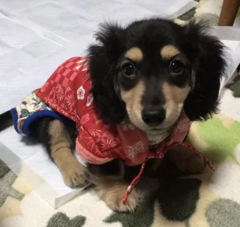 Y.S 様のお迎えした子犬