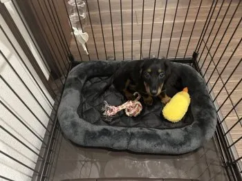 ウソウソ 様のお迎えした子犬