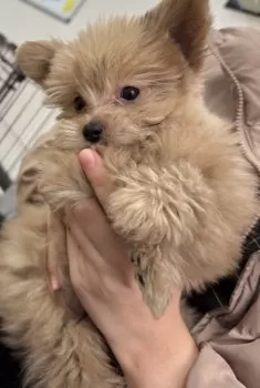 ほんだ 様のお迎えした子犬