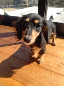 ねえさん 様のお迎えした子犬