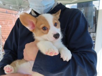 コーギーの子犬をお迎えいただいたお客様の声 口コミ 評判 全1 110件中 181 210件目を表示 みんなのブリーダー みんなのブリーダー