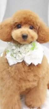 A.N 様のお迎えした子犬