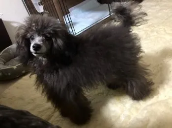 あしゅら 様のお迎えした子犬