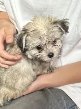 こりん 様のお迎えした子犬